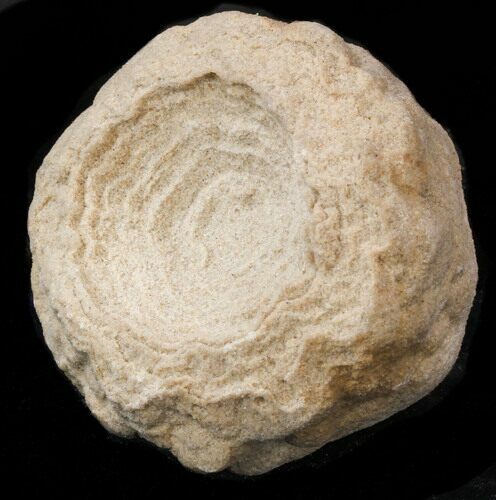 Flower-Like Sandstone Concretion - Pseudo Stromatolite #34210
